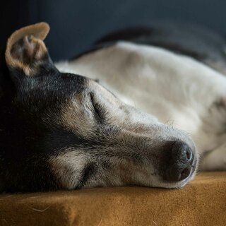 Tierschutz oder Buttons gegen Pelze